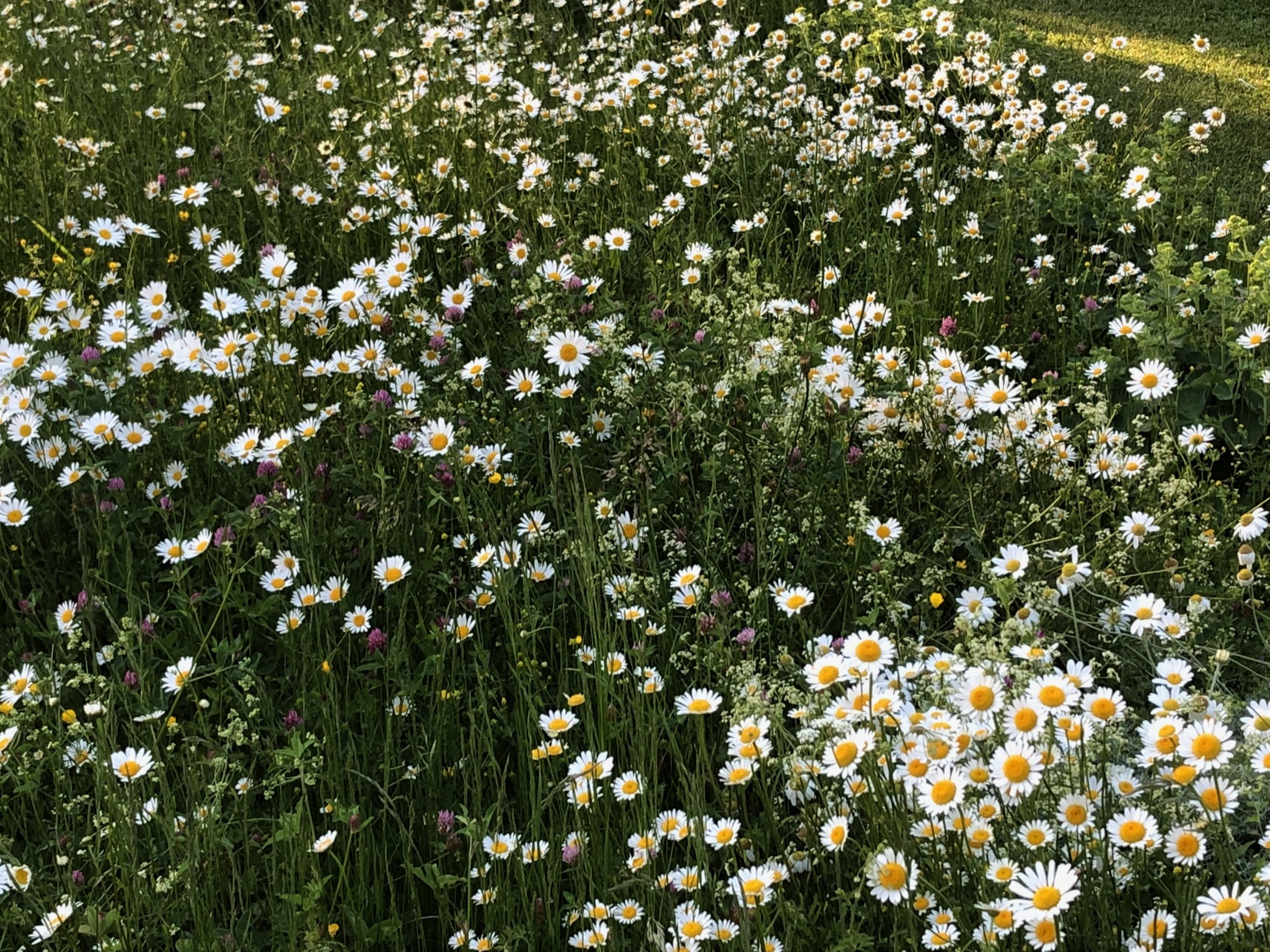 Logo Frans et Mathilde Tieleman